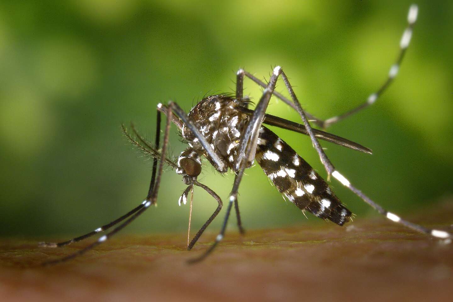 Pourquoi les moustiques sont-ils attirés par la lumière ?