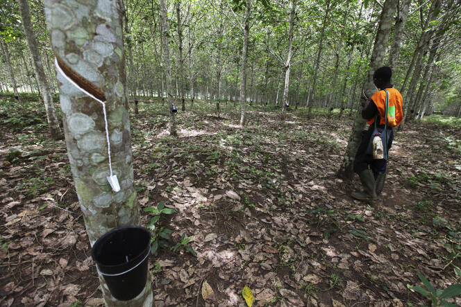 Une exploitation d'hévéas en Côte d'Ivoire. Le groupe Bolloré est également actionnaire de la Socapalm, qui exploite ces arbres au Cameroun.