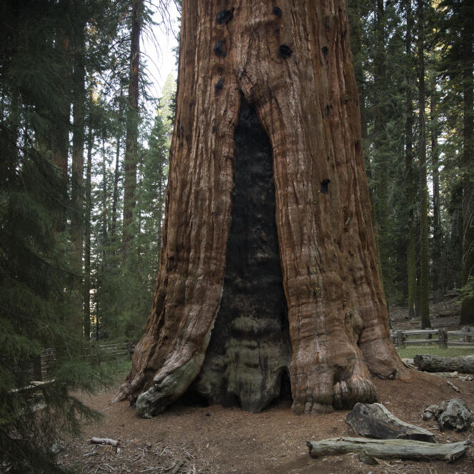 General Sherman , le plus grand arbre connu dans le  