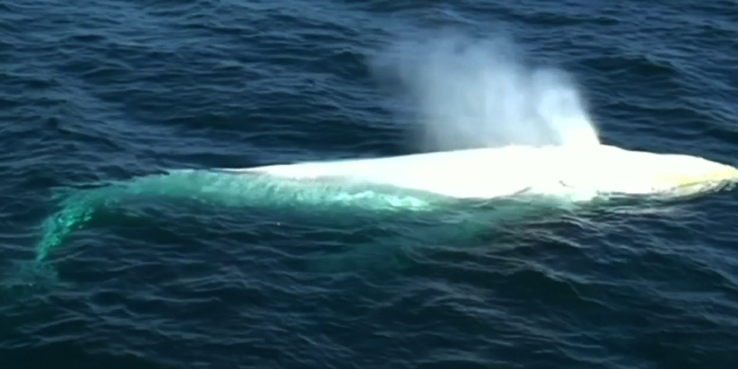 Très rare apparition d’une baleine blanche au large de la Côte d’Or