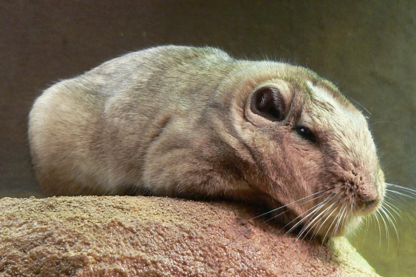 Rongeur D Amérique Du Sud Mots Fléchés Un cousin manquant des goundis découvert au Liban