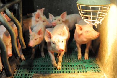 This photo taken on August 11, 2015 in Ploneour-Lanvern, western of France, shows pigs at a pig farm. After weeks of demonstrations from farmers and other agricultural workers, that have paralyzed many highways and roads in France, two of the countries' largest pork processors, La Cooperl and Bigard/Socopa, have boycotted French pork, deeming it too expensive at 1,40 euros, a price fixed in July by the government. "It is literally taking the producers hostage by industrial groups," added President of the French National Pork Federation Paul Auffray. AFP PHOTO / FRED TANNEAU 