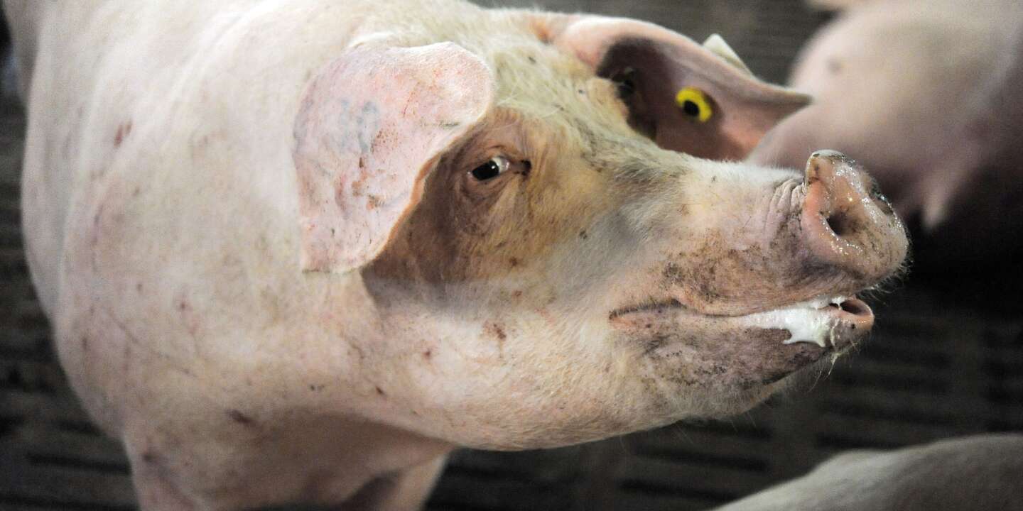 Un abattoir porcin du Finistère condamné à 21 500 euros d’amende pour maltraitance animale