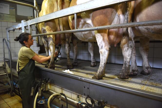 Traite de vache à lait dans une ferme près de Laguiole (Aveyron).