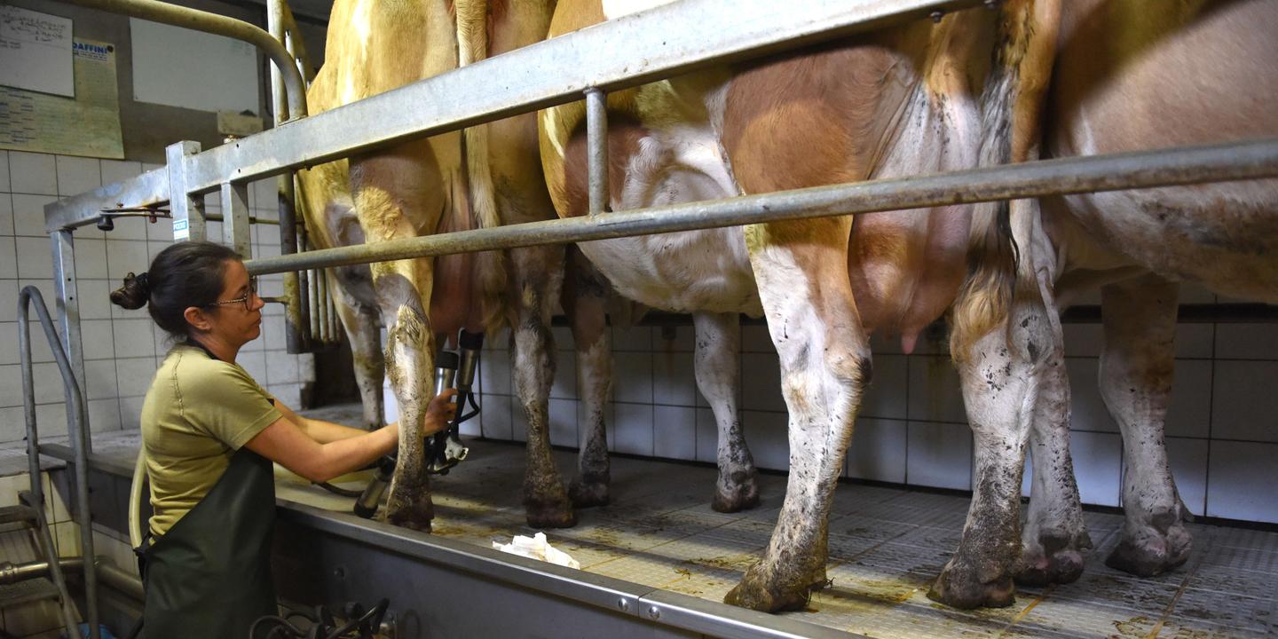 La consommation de lait ne cesse de baisser en France