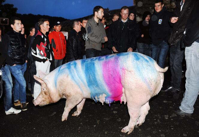 Un cochon peint par des éleveurs lors d'une manifestation devant la sous-préfecture de Morlaix en Bretagne, le 13 août 2015.
