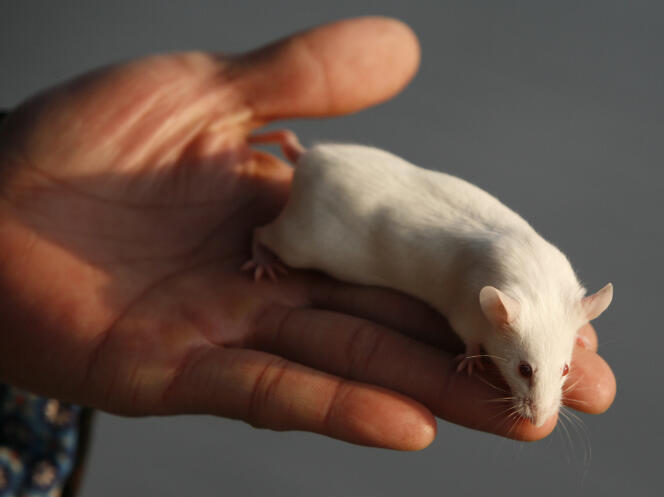 Étude sur des rats des effets délétères de l’alcool sur la mémoire