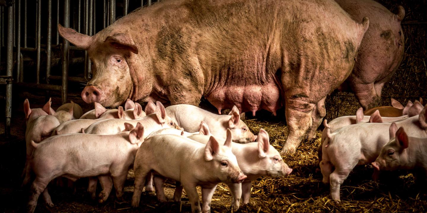l eleveur de porcs merite t il un salaire et si oui de combien