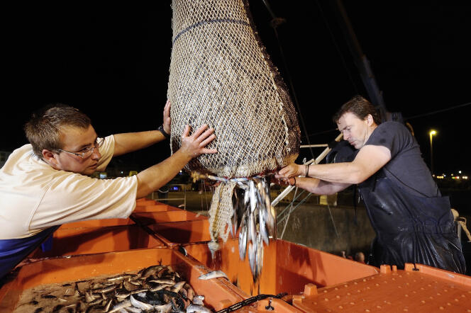 Des marins-pêcheurs chargent des caisses de poisson à leur retour de pêche à Quiberon en Bretagne en septembre 2013.