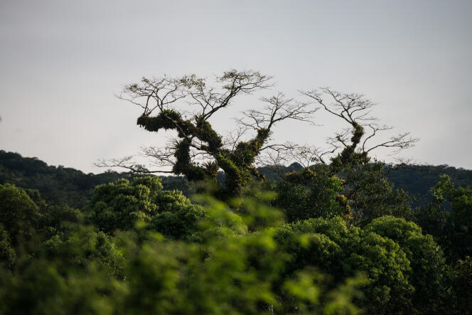 Les forêts tropicales représentent plus de la moitié du patrimoine boisé mondial et le principal foyer de biodiversité.