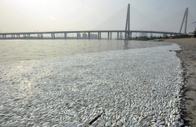 Les craintes ont également été renforcées par des photos parues dans la presse chinoise, montrant des dizaines de milliers de poissons morts flottant à la surface du fleuve Hai He, qui serpente dans la ville de Tianjin