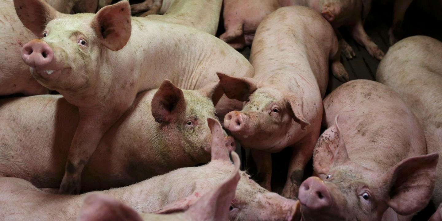l industrie porcine use et abuse des animaux