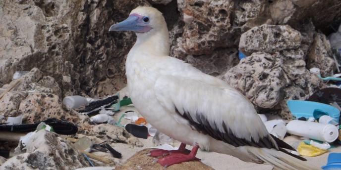 D Ici A 2050 La Quasi Totalite Des Oiseaux Marins Auront Ingere Du Plastique