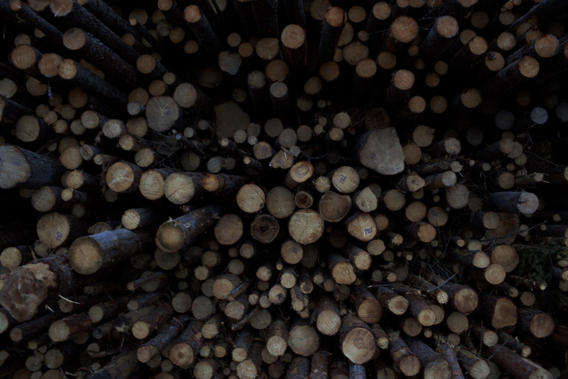 L’économie du bois a fait la richesse de la région. Ici, des grumes (troncs) de sciage à Örnsköldsvik.