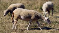 En Nouvelle-Zélande, une équipe scientifique a réussi à élever des moutons qui émettent moins de méthane, et donc moins de gaz à effet de serre.