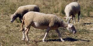 En Nouvelle-Zélande, une équipe scientifique a réussi à élever des moutons qui émettent moins de méthane, et donc moins de gaz à effet de serre.