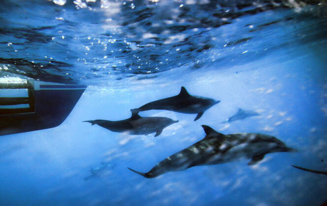Les populations d'animaux marins ont diminué « de 49 % entre 1970