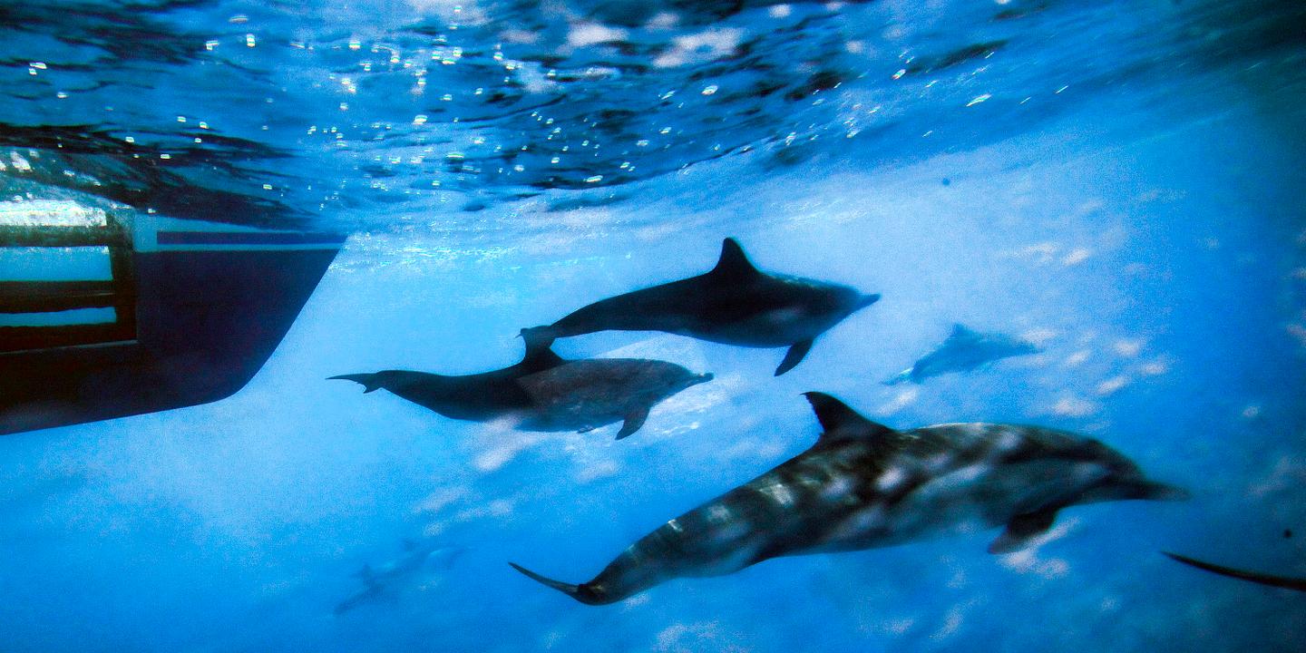 Les Populations Danimaux Marins Ont Diminué De 49 Entre
