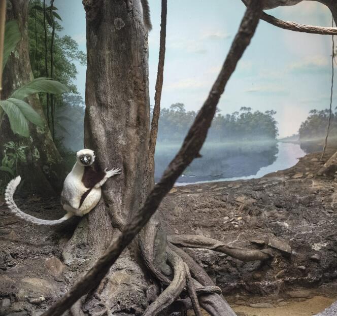 “Lémurien et racines”. Propithèque de Coquerel ou sifaka de Coquerel. Origine : Madagascar.