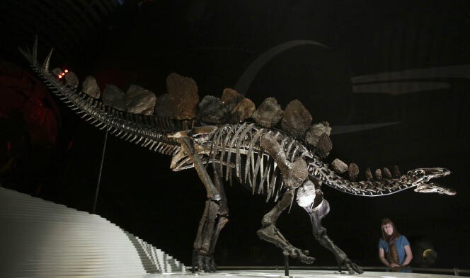 Le squelette le plus complet du Stegosaurus exposée au Museum d'Histoire Naturelle de Londres le 3 décembre 2014.