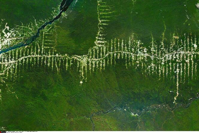 La destruction de la forêt amazonienne au Brésil (image satellite sélectionnée sur Google Earth par l'artiste Benjamin Grant).