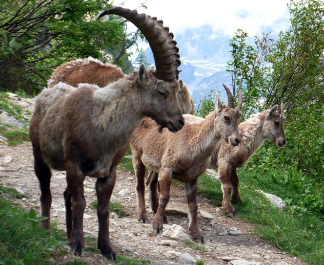 Sur les quelque 300 bouquetins du massif du Bargy, il ne restera que 60-70 bêtes après l'abattage de la préfecture de Haute-Savoie.