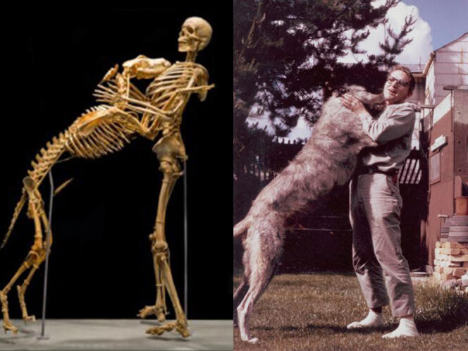 L'anthropologue américain Grover Krantz, avec son chien.