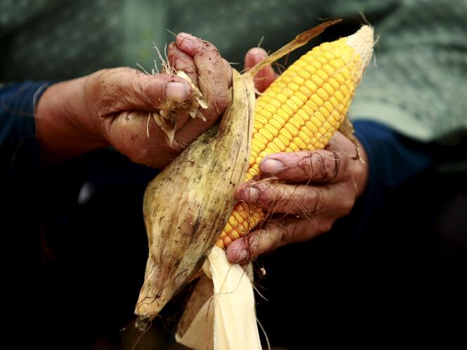 Un épi de maïs dans une ferme de Gaocheng, en Chine, le 30 septembre 2015.