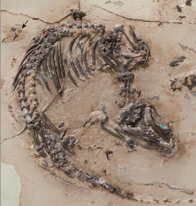 Squelette de Spinolestes, avec l'ombre de la fourrure et, en haut à gauche, marqués par la flèche, les restes de l'oreille externe