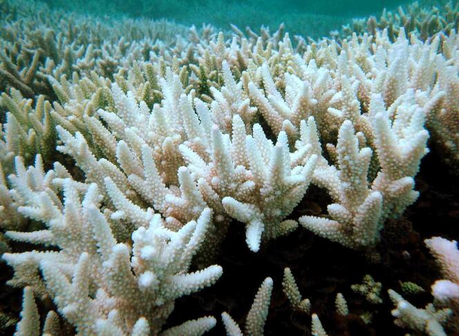 Photo non datée montrant une section blanchie de coraux du parc marin de la Grande Barrière (Australie).
