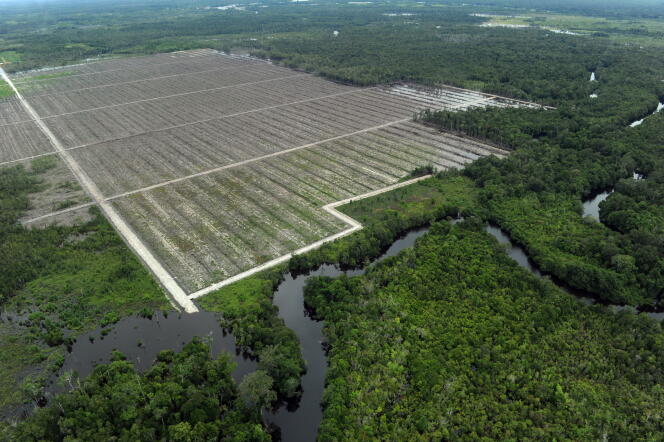 Exploitation produisant de l'huile de palme, sur l'île de Bornéo, en Indonésie.