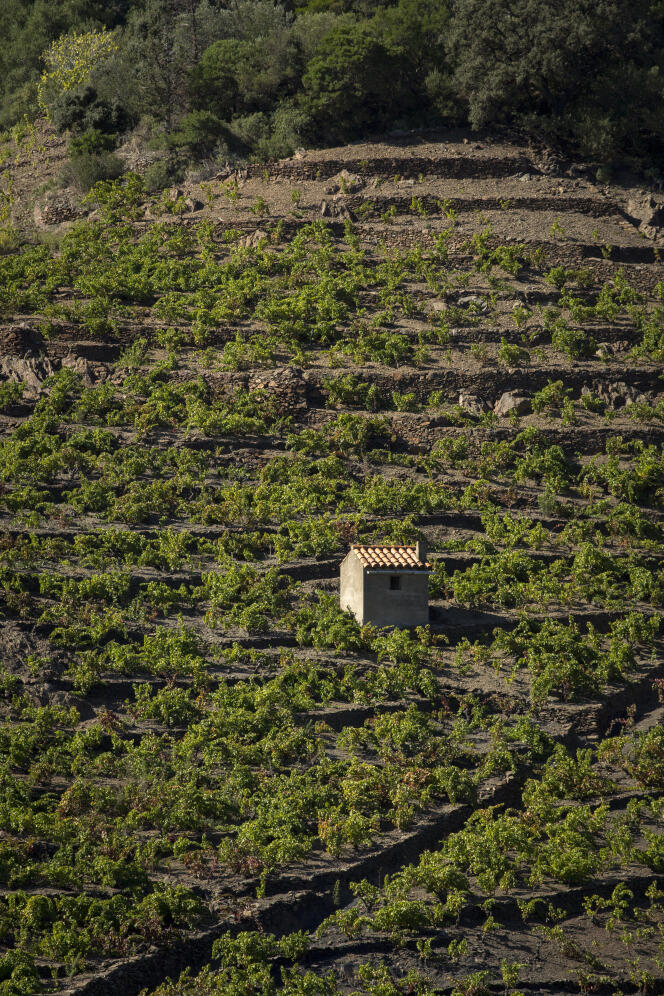 Le domaine viticole de la Casa Blanca à Banyuls-sur-Mer.