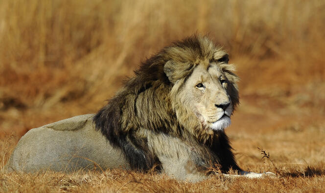 Un lion dans le parc Kruger d'Afrique du Sud, l'un des rares espaces à mettre des moyens financiers considérables pour protéger les félins.