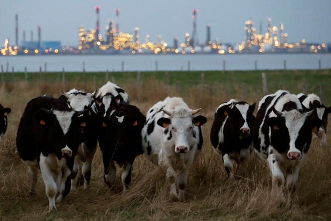 Les vaches sont les principales concernées par la dermatose nodulaire contagieuse (DNC), ici à Donges le 26 octobre 2015.