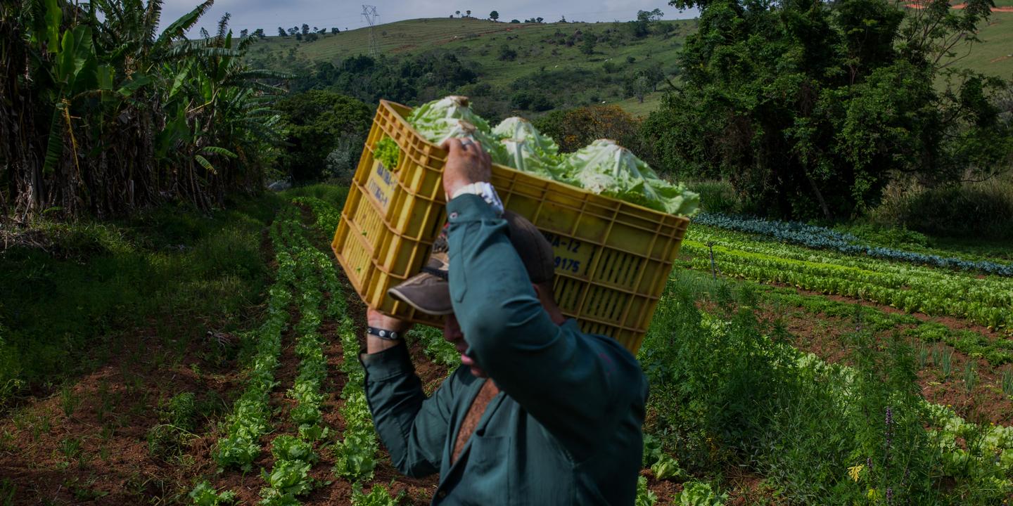 Dans l’une des rares fermes « bio » du Brésil Dans l’une des rares fermes « bio » du Brésil