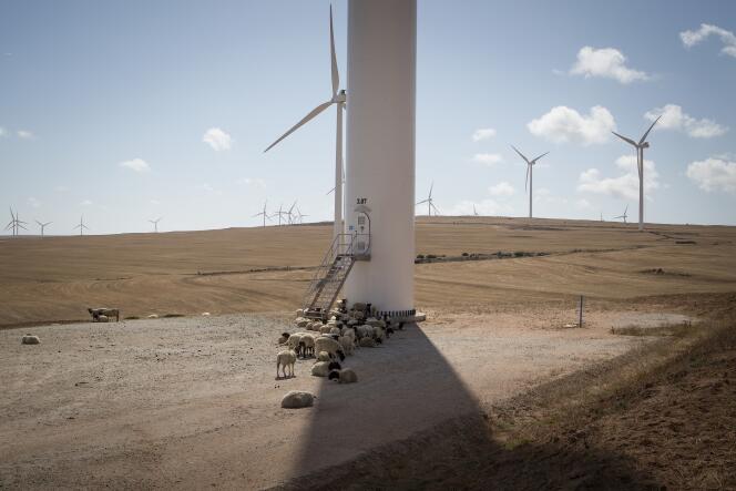 Les éoliennes d'Aurora Wind Power, à Vrendenburg, en novembre.