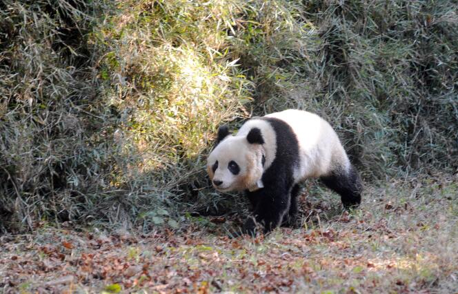 La femelle panda Hua Jiao, le 19 novembre.