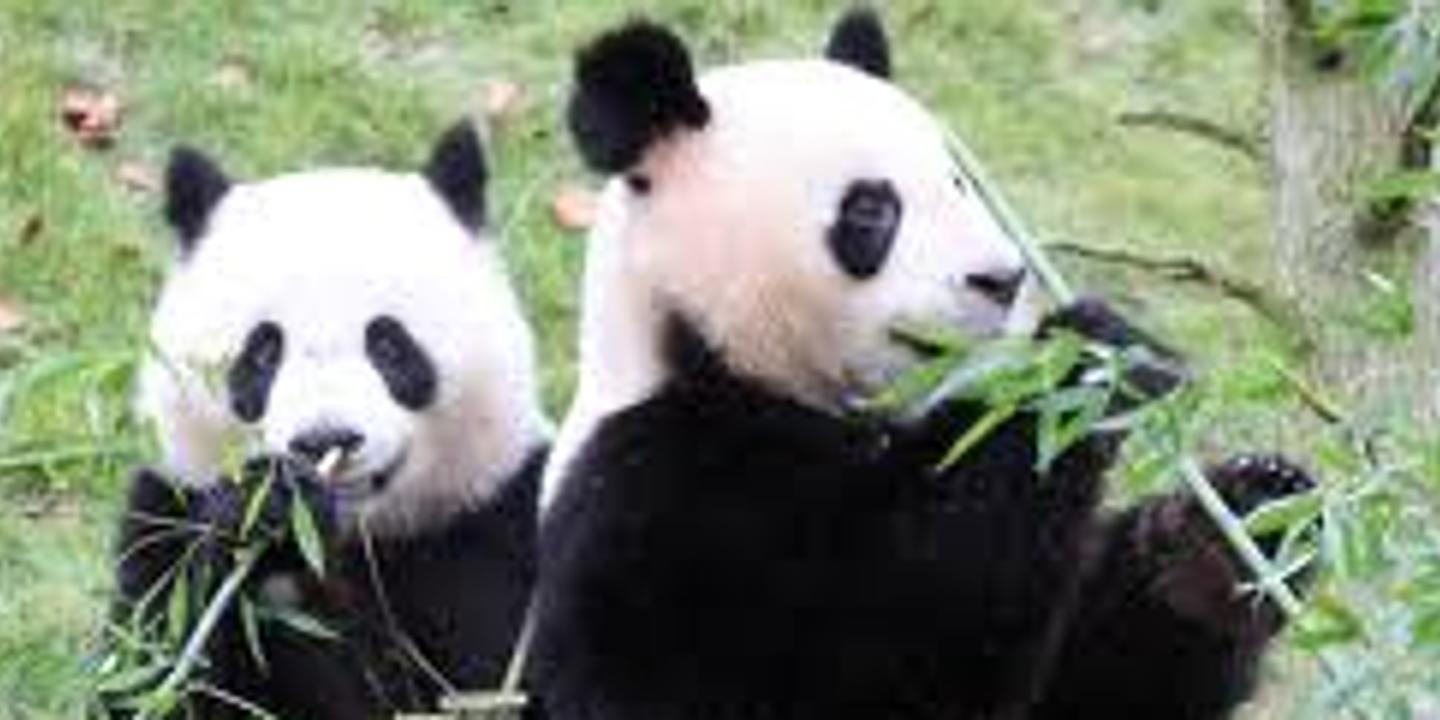 The Female Huan Huan Panda Artificially Inseminated Archyde