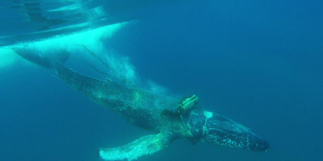 Une baleine blessée par des câbles marins au large de la Californie.