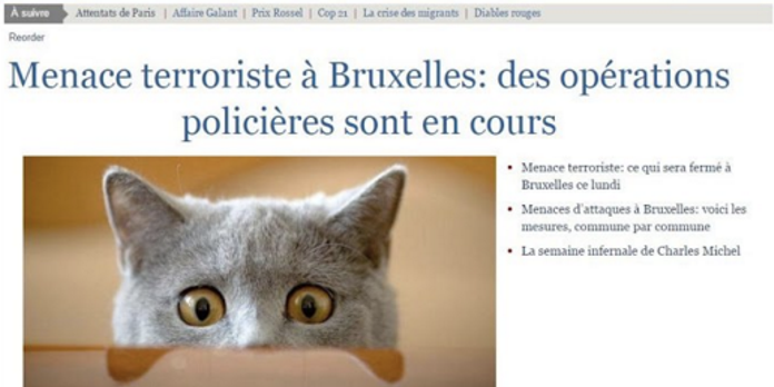 Des Photos De Chats En Attendant La Fin Des Operations Antiterroristes A Bruxelles