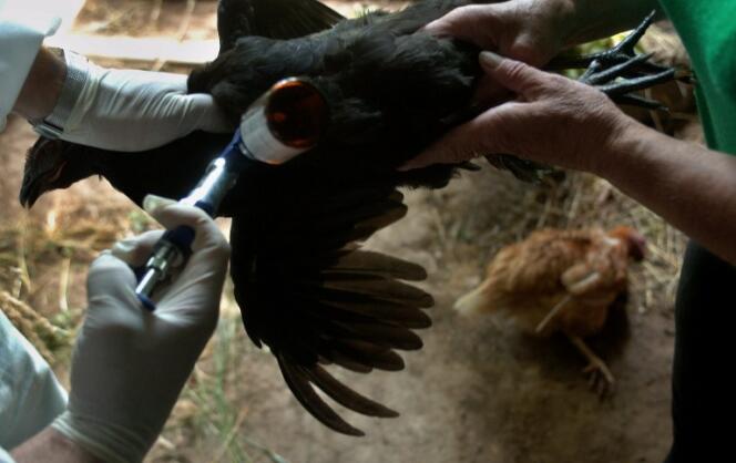 Un vétérinaire tue une poule dans une exploitation contaminée par H5N1, à Prague, en  2007.