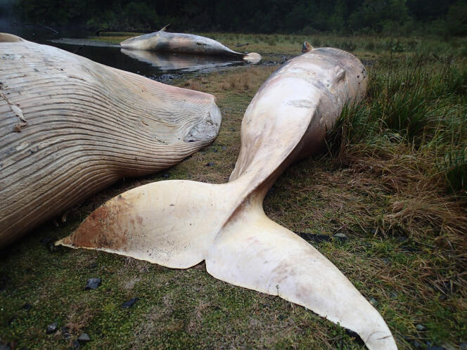 Photo prise le 21 avril 2015 au sud du Chili lors de la découverte d'une première série de baleines Sei échouées. Cliché publié le 1er décembre 2015.