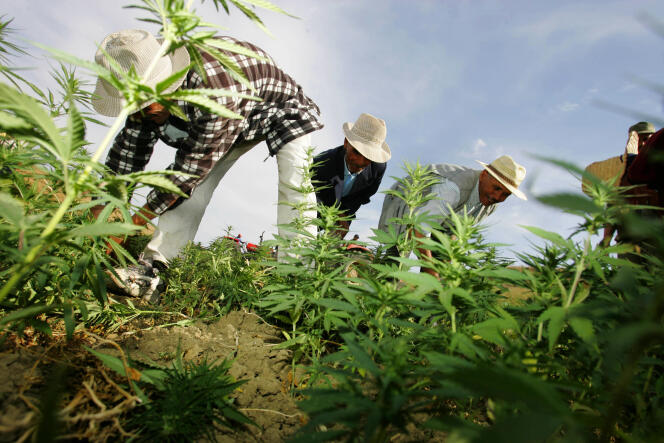 Des paysans marocains détruisent leurs champs de cannabis sous contrôle de la police.
