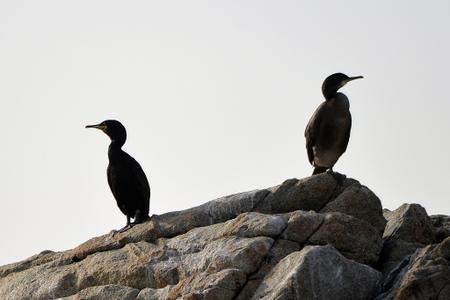 Deux Cormorans sur l’archipel des Sept-Îles en Côte d’Armor,  au nord de la Bretagne, dans l’ouest de la France, 7 août 2014.