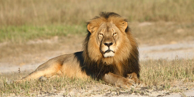 Un lion dans le parc national de Hwange, au Zimbabwe.