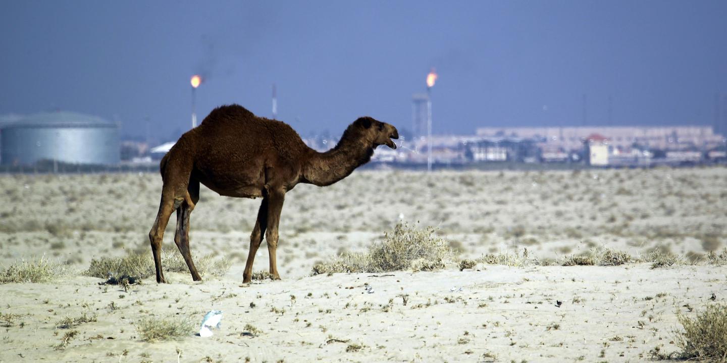 Le Mers Coronavirus Passe Bien Du Dromadaire A L Homme