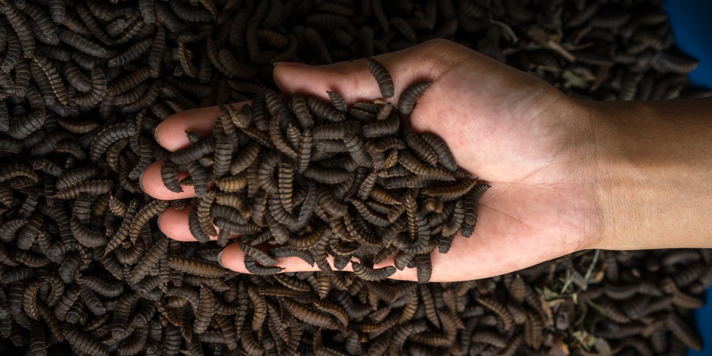 En Malaisie Une Ferme De Mouches Pour Nourrir L Aquaculture