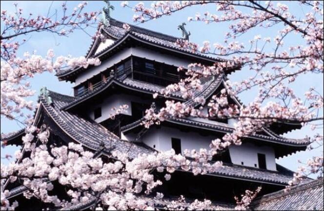 Cerisiers en fleurs à Kyoto.