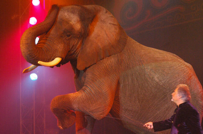 L'éléphante Vana Mana du cirque Bouglione.