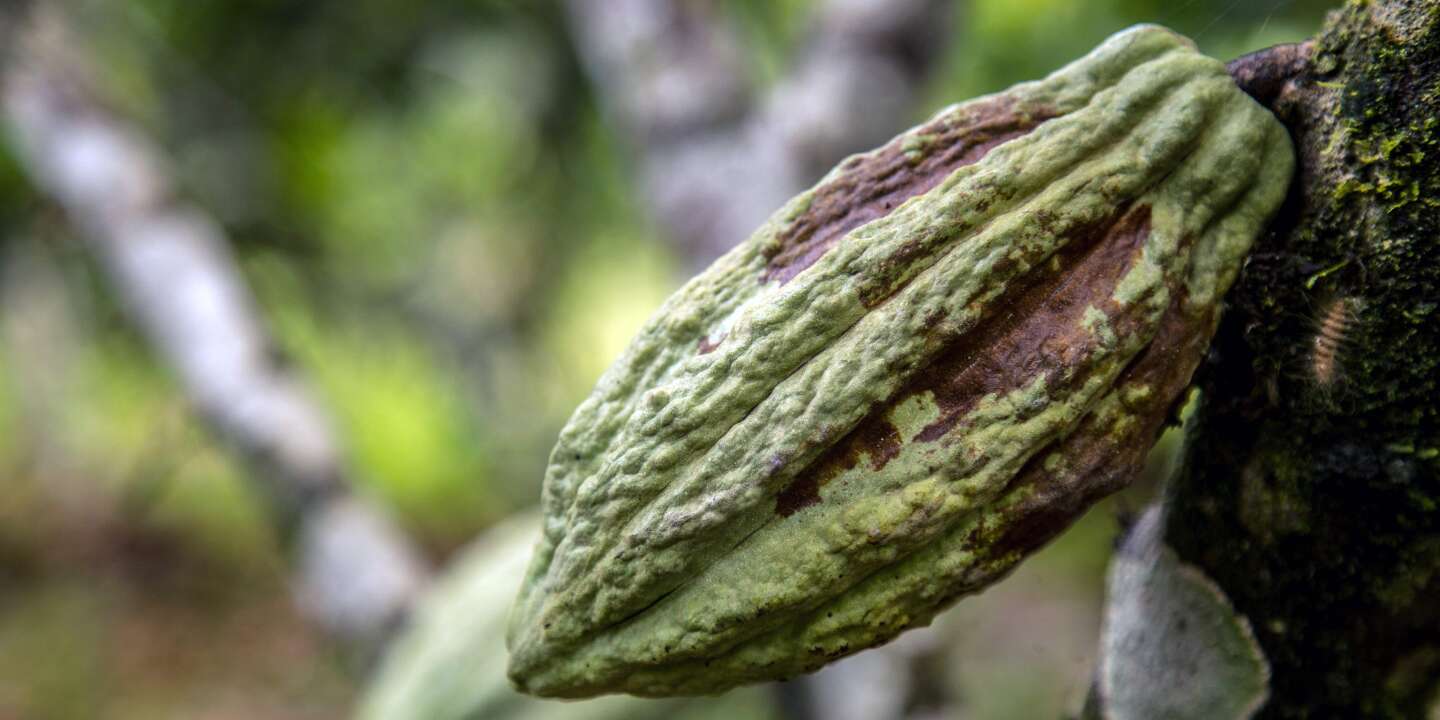 Un produit euphorisant et aphrodisiaque » : en Côte d'Ivoire, la production  de noix de cola explose